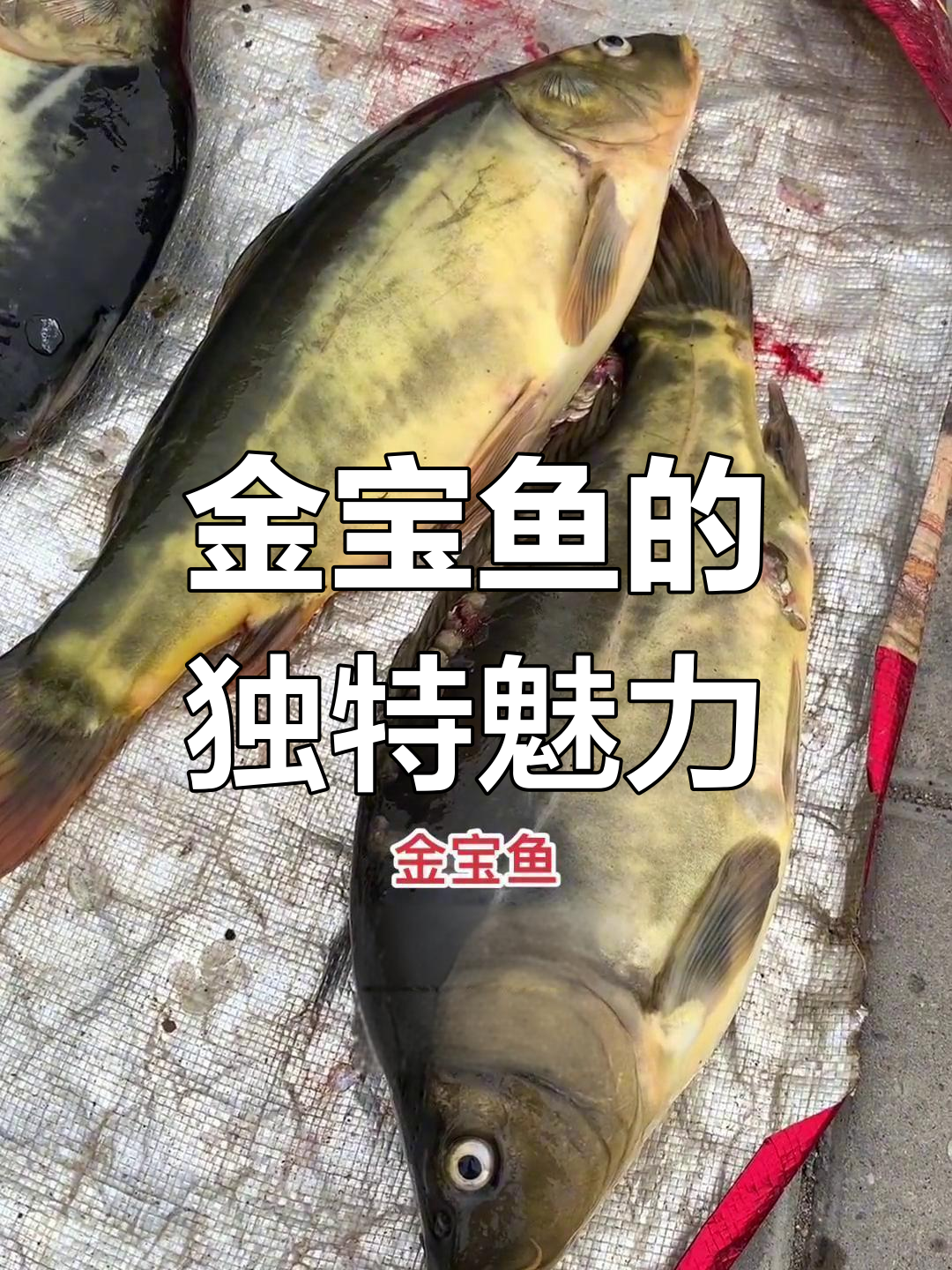 淮河新发现:金宝鱼比金花更美味,值得尝试吗?