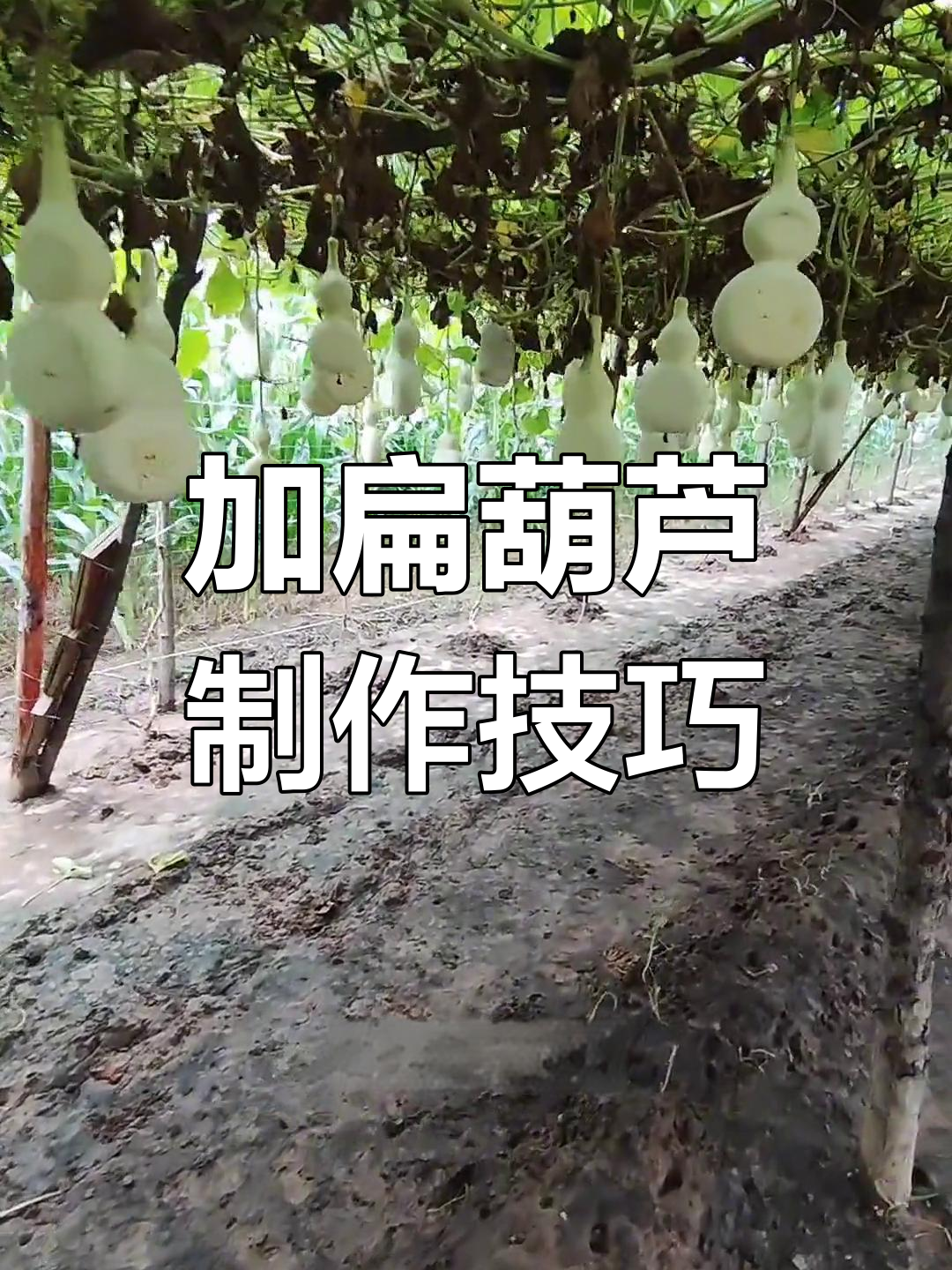 固定生长的扁葫芦,独特艺术造型