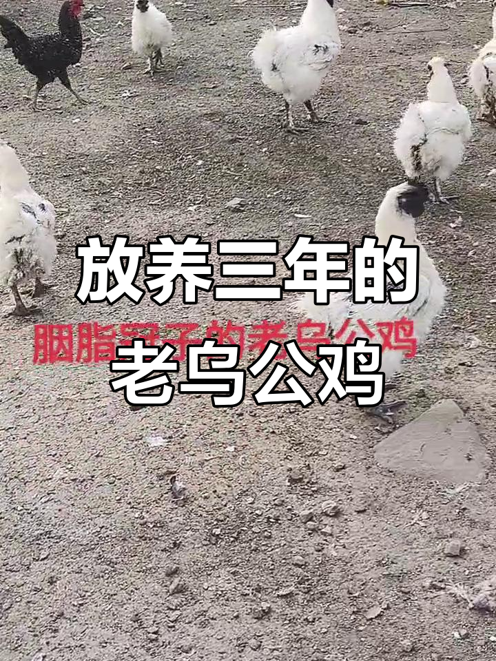 三年放养胭脂冠乌公鸡,大山里的原生态美味
