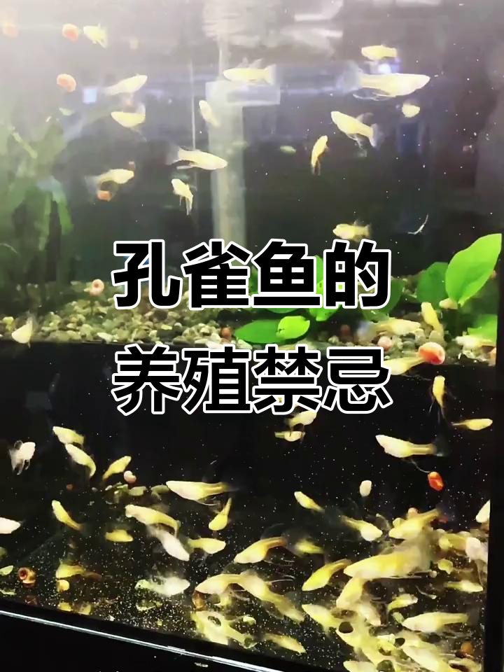 养孔雀鱼必知大忌,水质维护才是关键