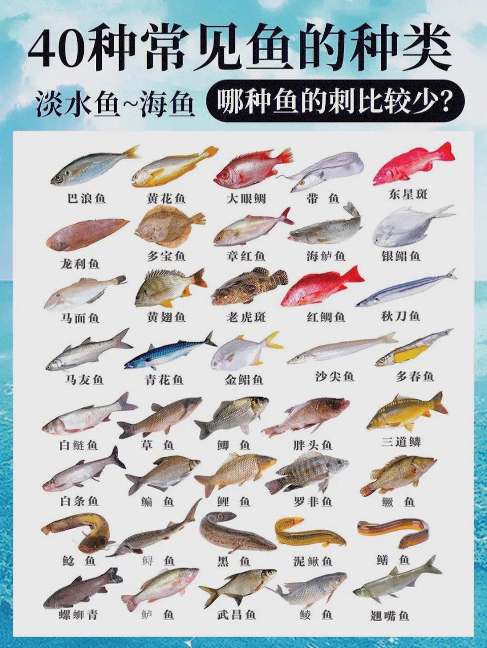40种不同品种的淡水～海鱼,你能认出几种?