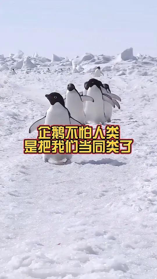 看来能近距离接触的企鹅只有qq了