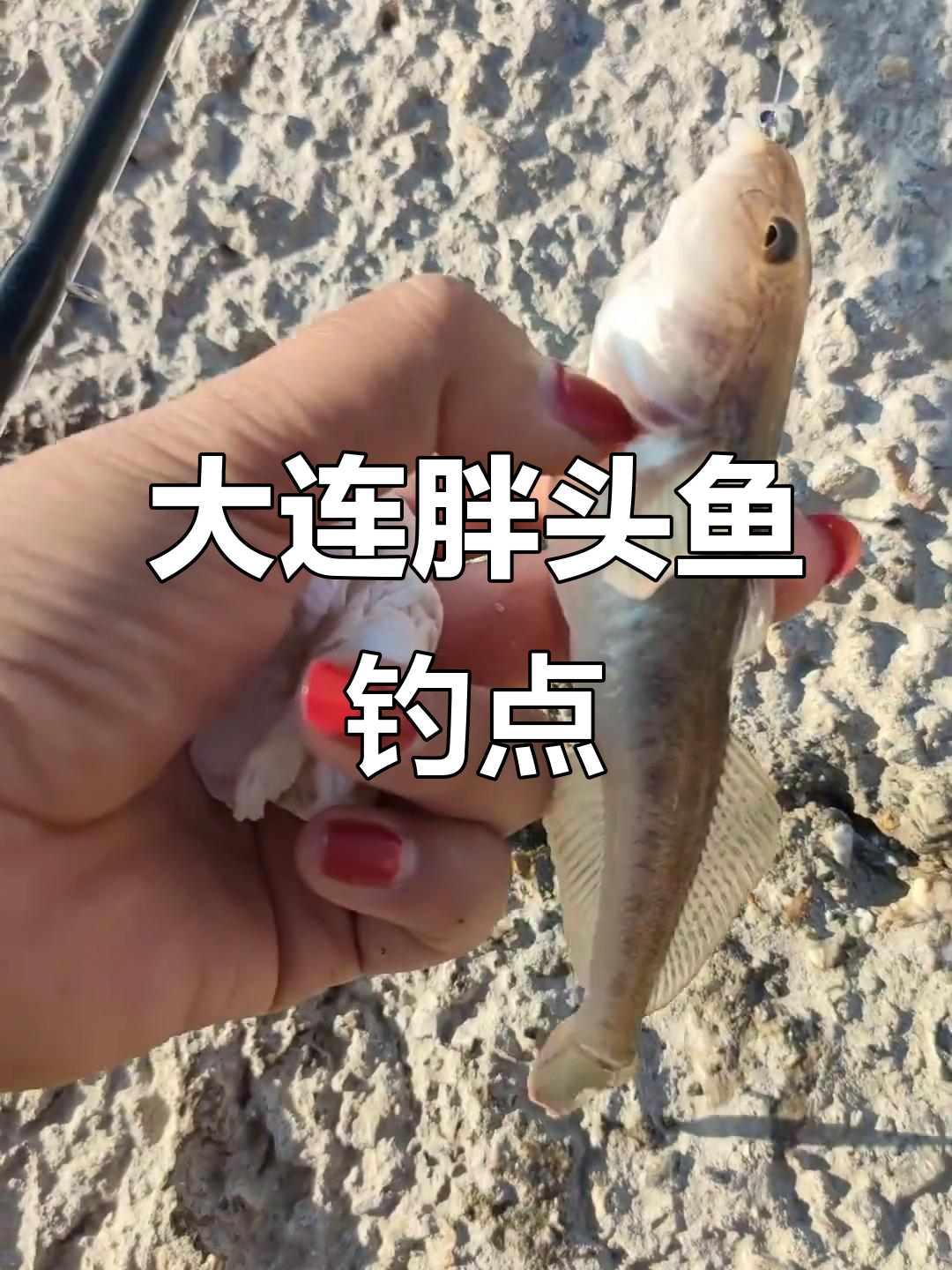 胖头鱼钓点大揭秘,大连后海详细钓鱼位置