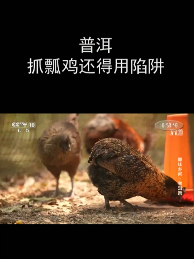 普洱:抓瓢鸡还得用陷阱