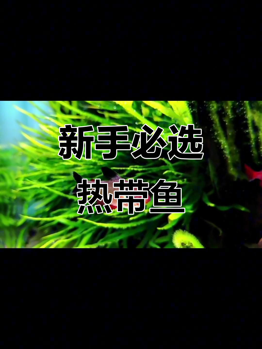 适合新手养的热带鱼,轻松养不死!