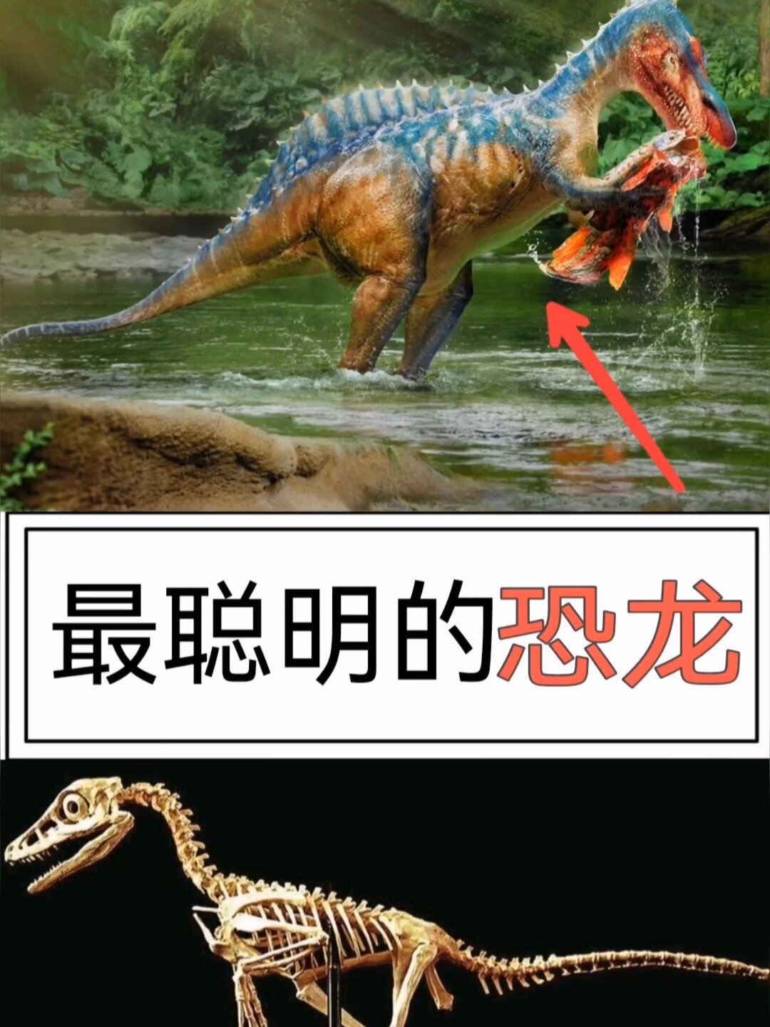 伤齿龙