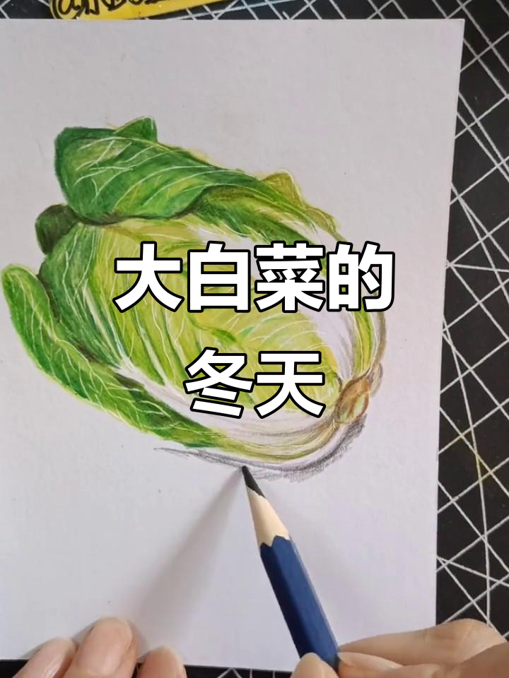 东北冬日必备大白菜,彩铅画里的温暖记忆
