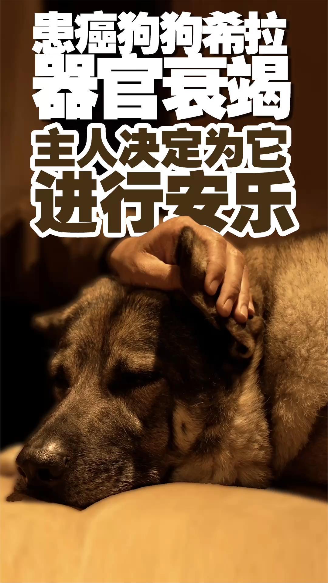 患癌狗狗希拉器官衰竭 抽搐不止 无力起身 主人决定为它进行安乐