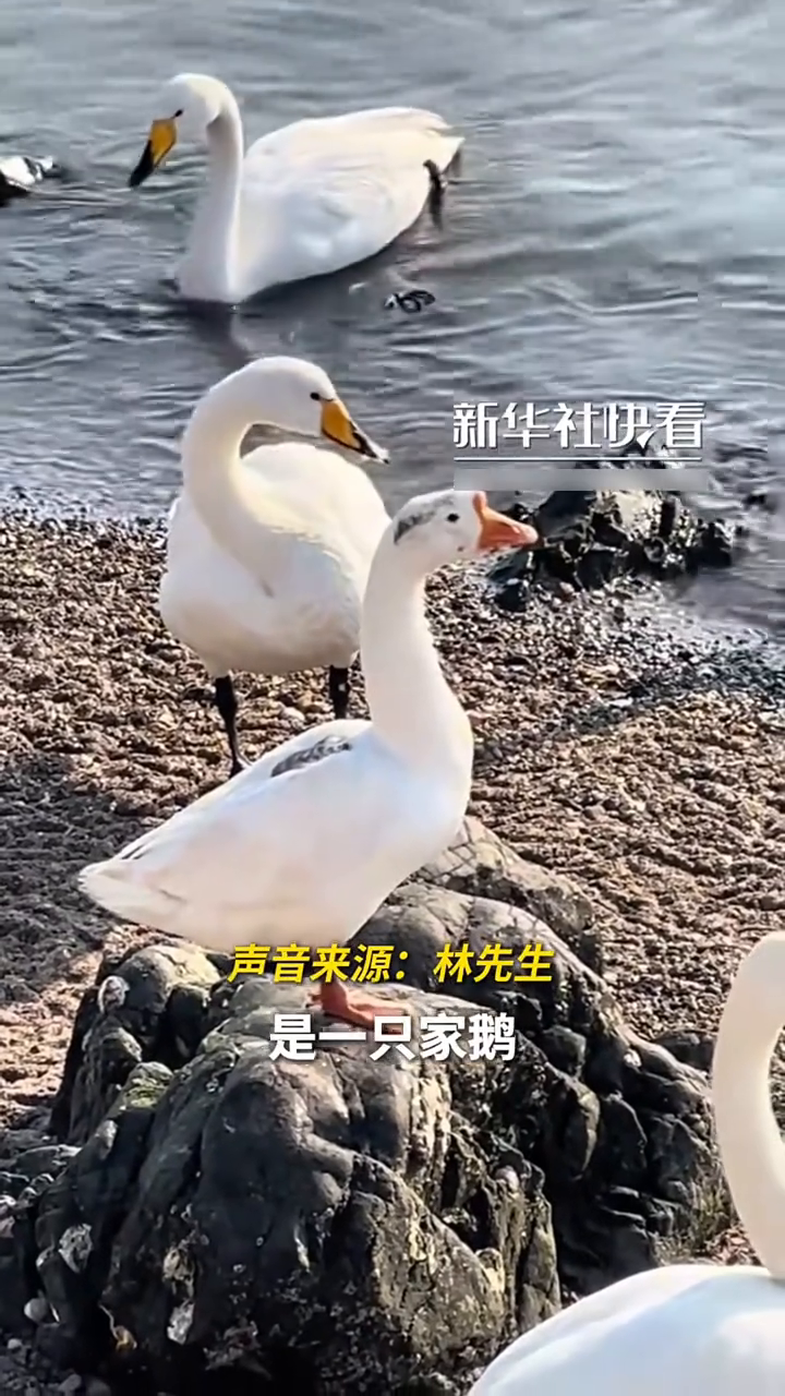 男子拍天鹅群，意外发现混入了一只家鹅
