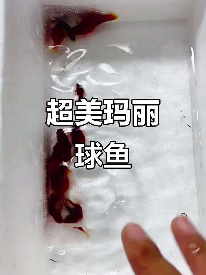 各种颜色玛丽球鱼,超亮眼睛和鳍尾,爆缸必备!
