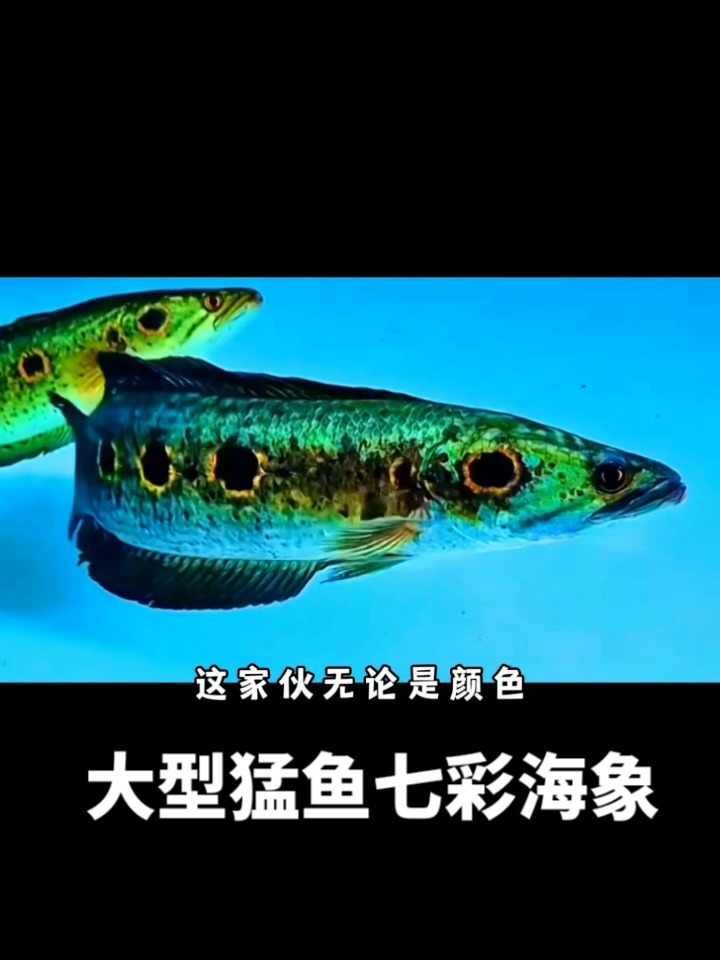 饲养七彩海象 水要够,缸要够