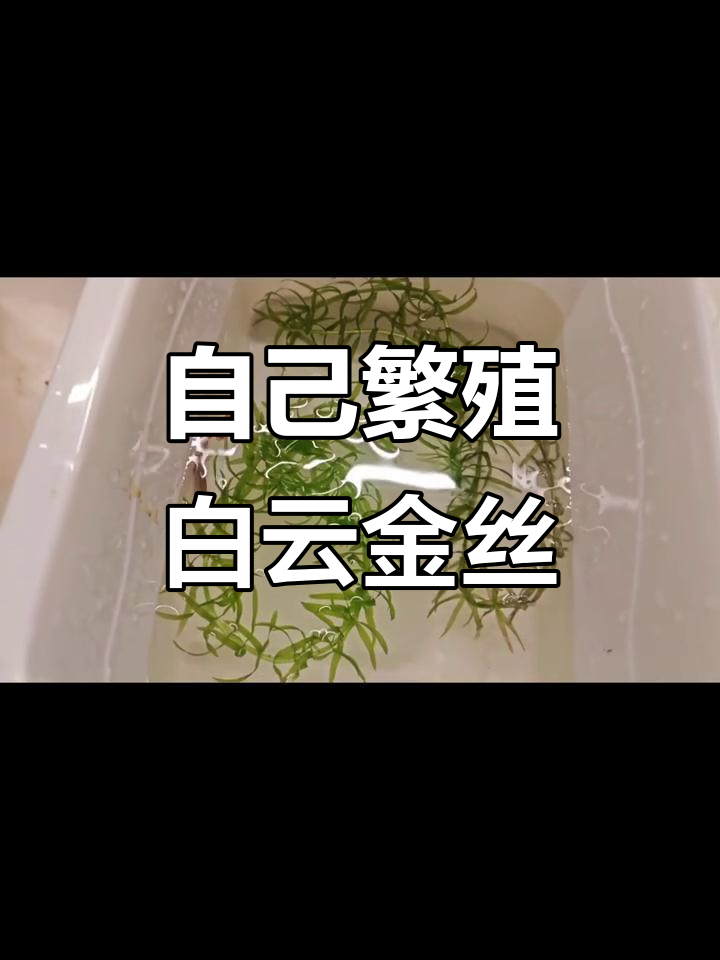 成功孵化白云金丝小鱼，公母鱼追尾产卵全过程揭秘