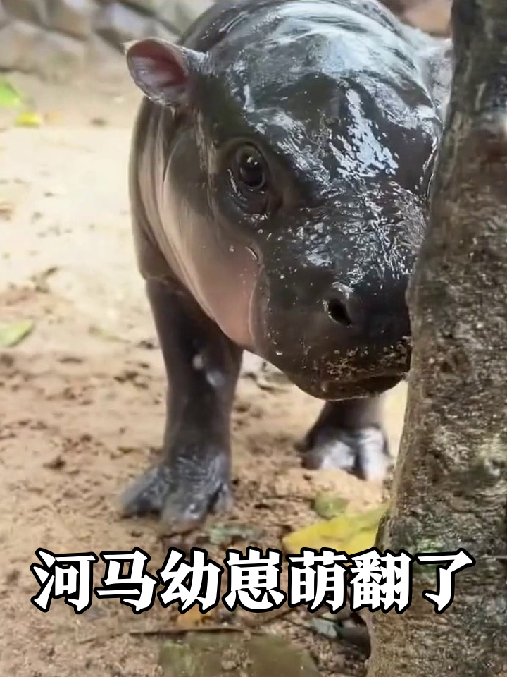 小河马卡树缝撒娇求摸,被撸爽后扭屁股跑路萌翻了