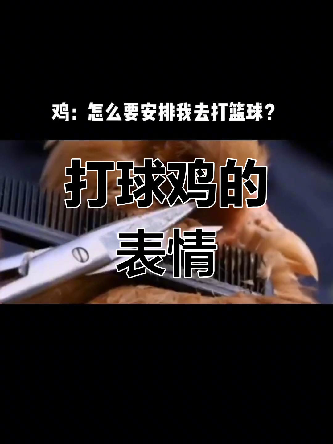 打篮球的鸡,表情包来袭!