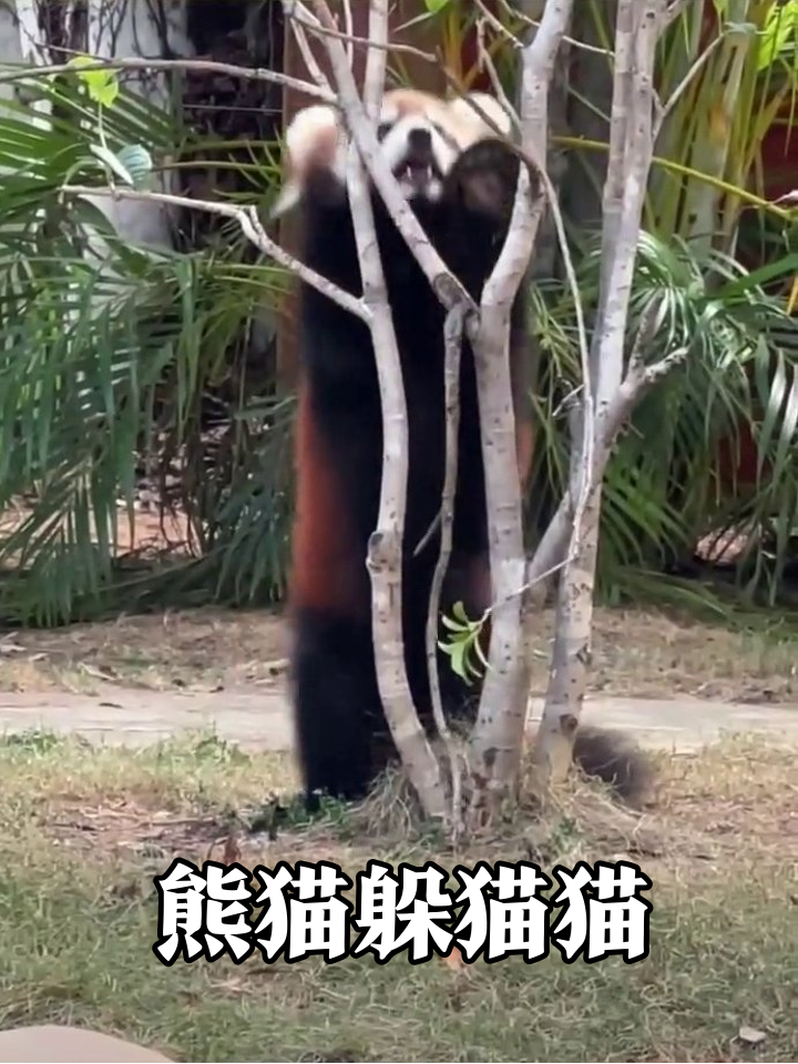 小熊猫躲猫猫被同伴吓出表情包,最后组团闯祸太搞笑