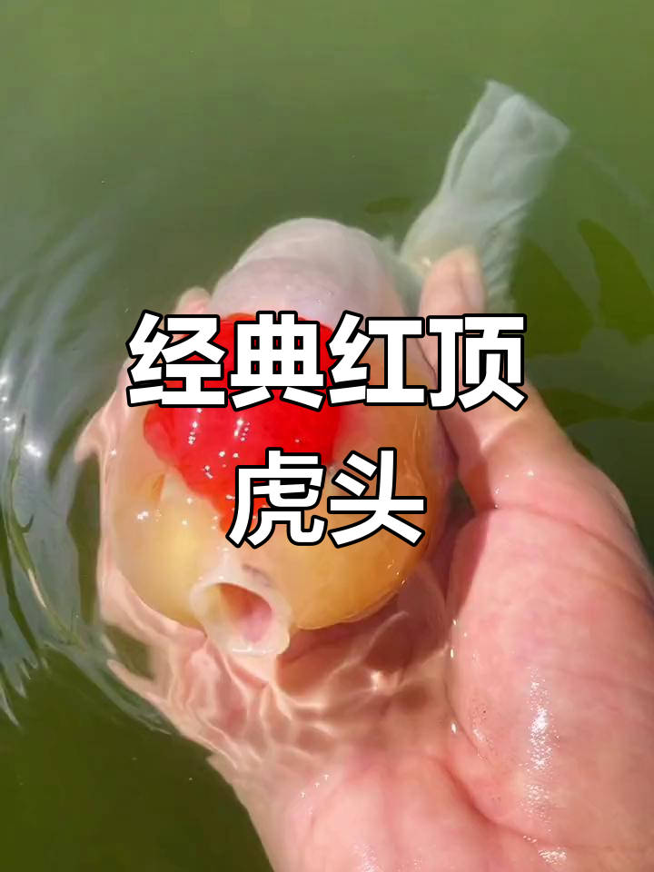 红顶虎头金鱼:传统国粹