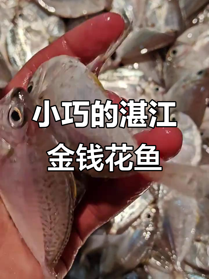湛江特产金钱花鱼,干煎煮汤皆宜