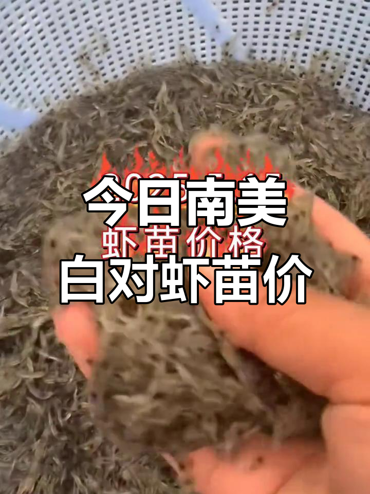 南美白对虾苗价格大揭秘,5月15日最新报价一览