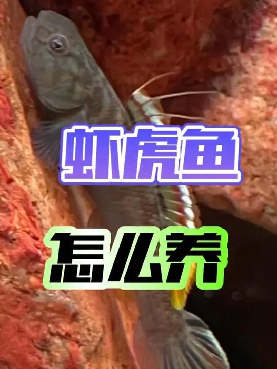 虾虎鱼怎么养?虾虎吃什么饲料?虾虎能否混养?给大家详细讲解下。虾虎鱼 虾虎鱼吃什么 虾虎鱼