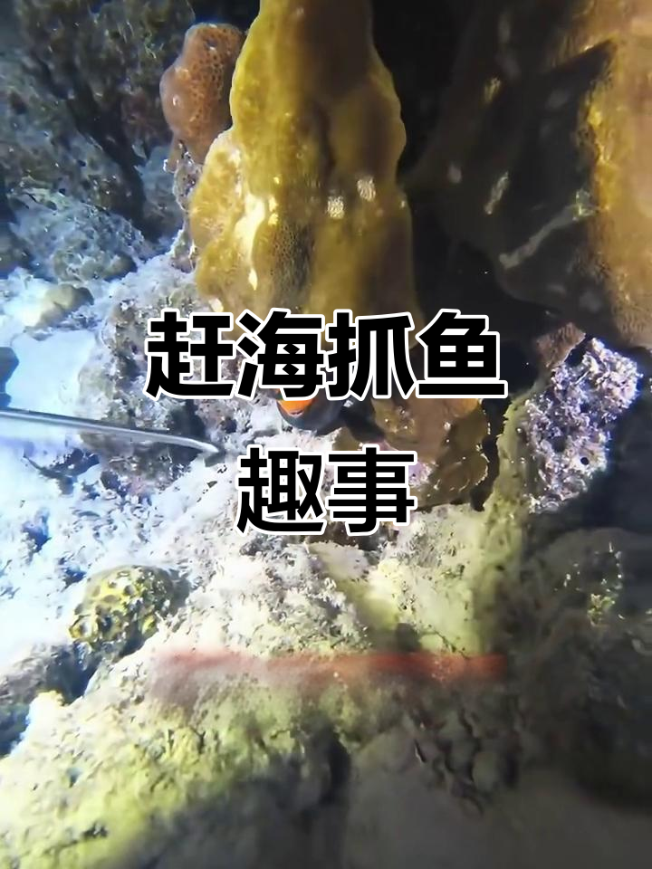 海底抓鱼日常,懵懂小鱼和琵琶虾大作战