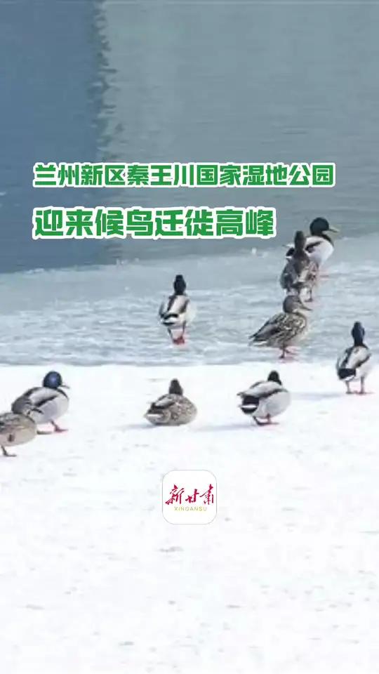 近日,兰州新区秦王川国家湿地公园迎来候鸟迁徙高峰,国家二级保护动物斑头秋沙鸭、白骨顶,成群