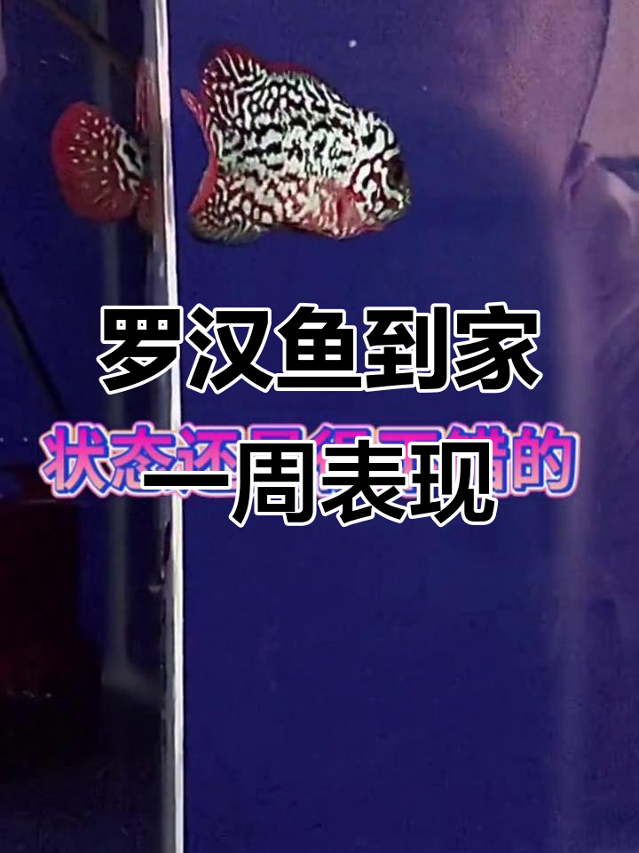 帝王罗汉鱼状态大揭秘,刚回国就发力了!