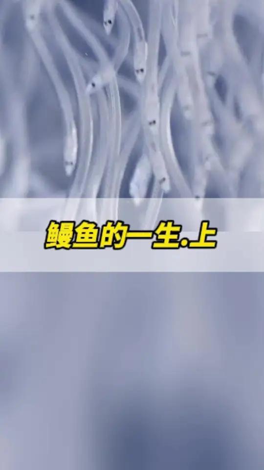 鳗鱼的一生.上