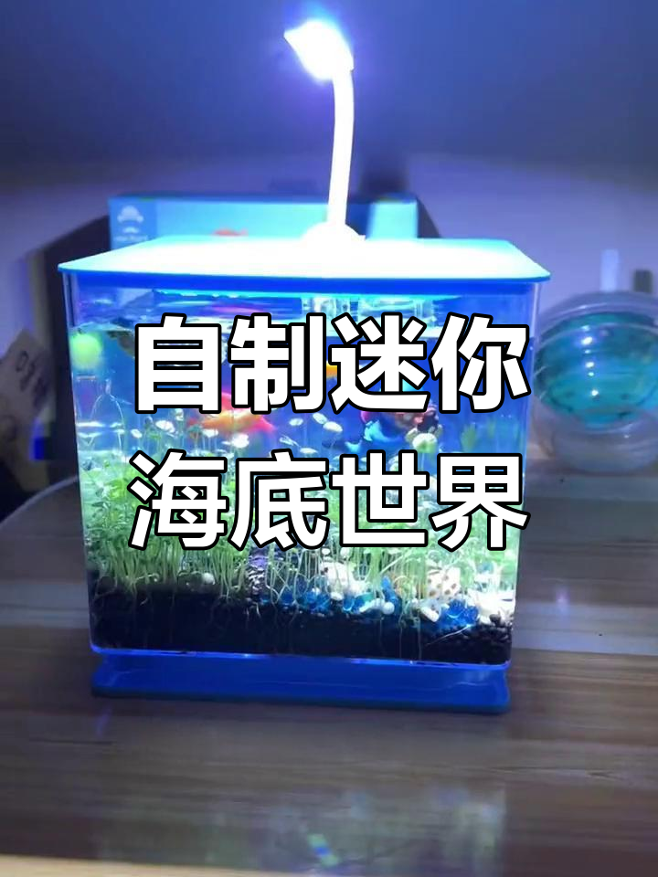 小朋友也能轻松打造的生态鱼缸,体验从造景到种植再到喂养的全过程