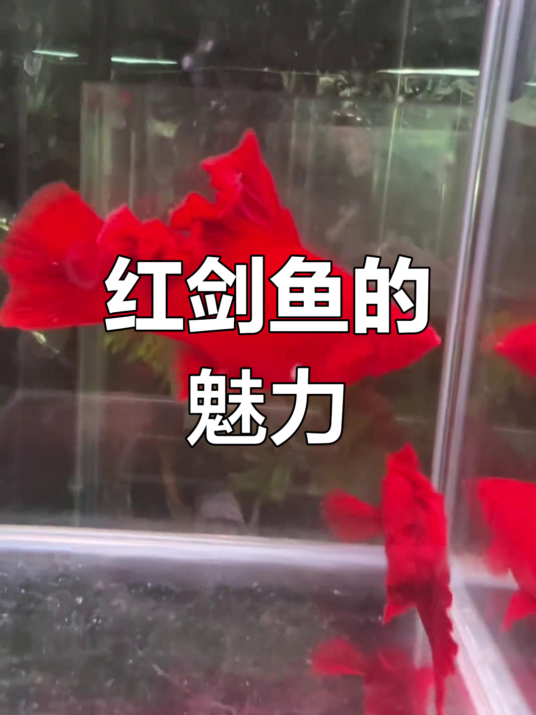 菊花翻红剑,全身火红的美丽观赏鱼