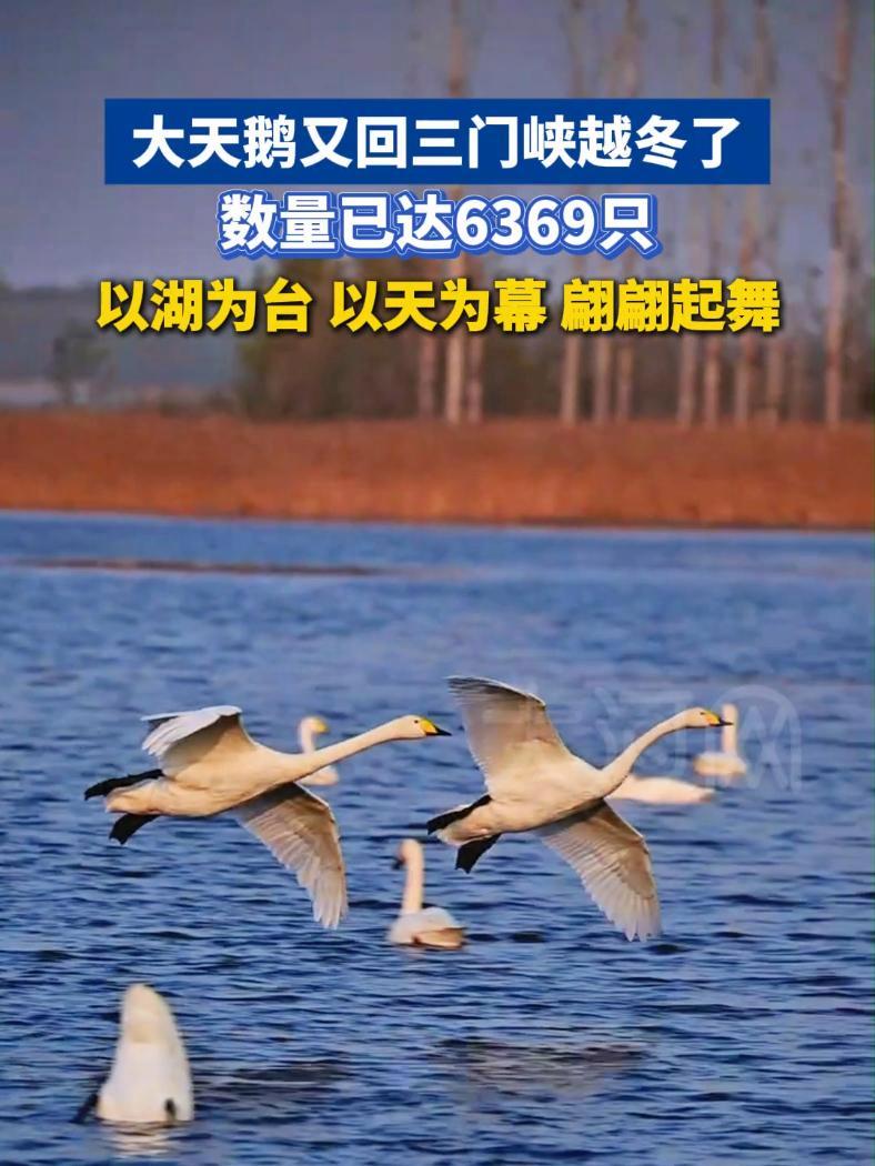 11月13日,河南三门峡,6000多只大天鹅“回家”。截至11月10日16时,三门峡市越冬