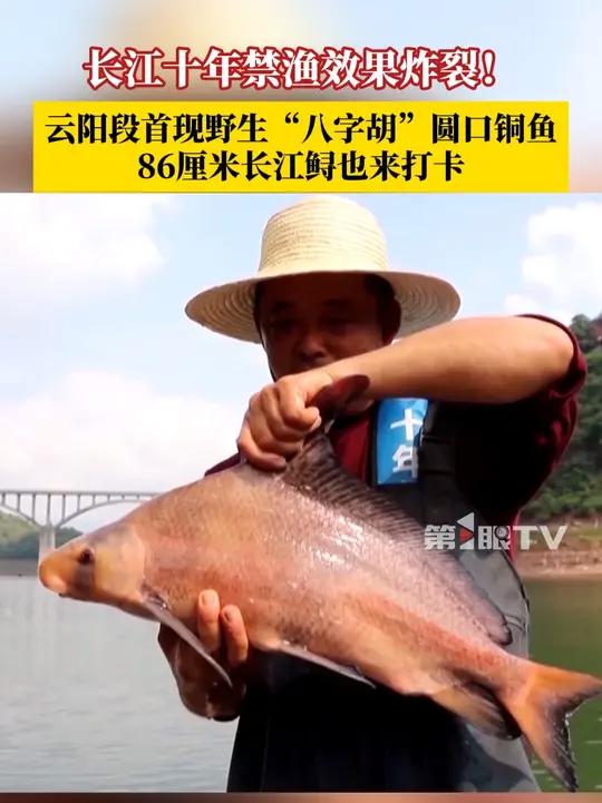 长江十年禁渔效果炸裂！长江一级支流汤溪河云阳段首次发现野生“八字胡”圆口铜鱼，86厘米长江