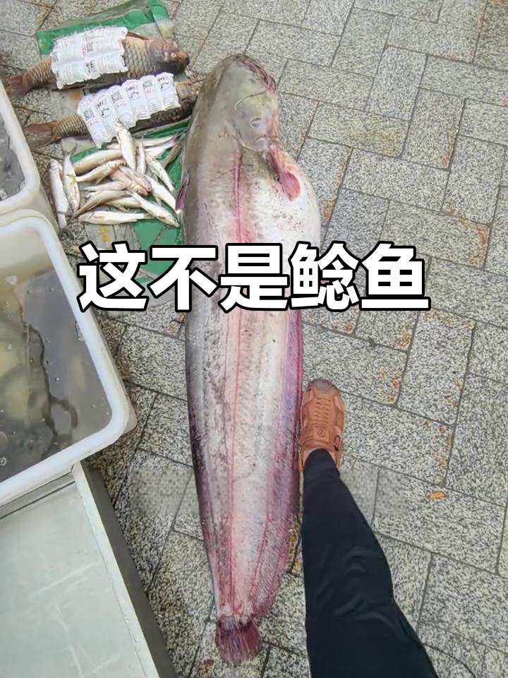 怀头鱼揭秘:北方特产,不是鲶鱼!