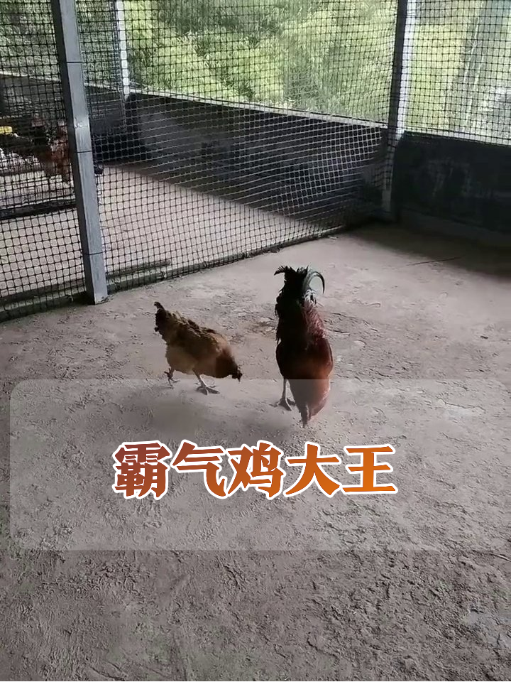 新鸡王霸气巡视领地,母鸡跟班全程当小透明