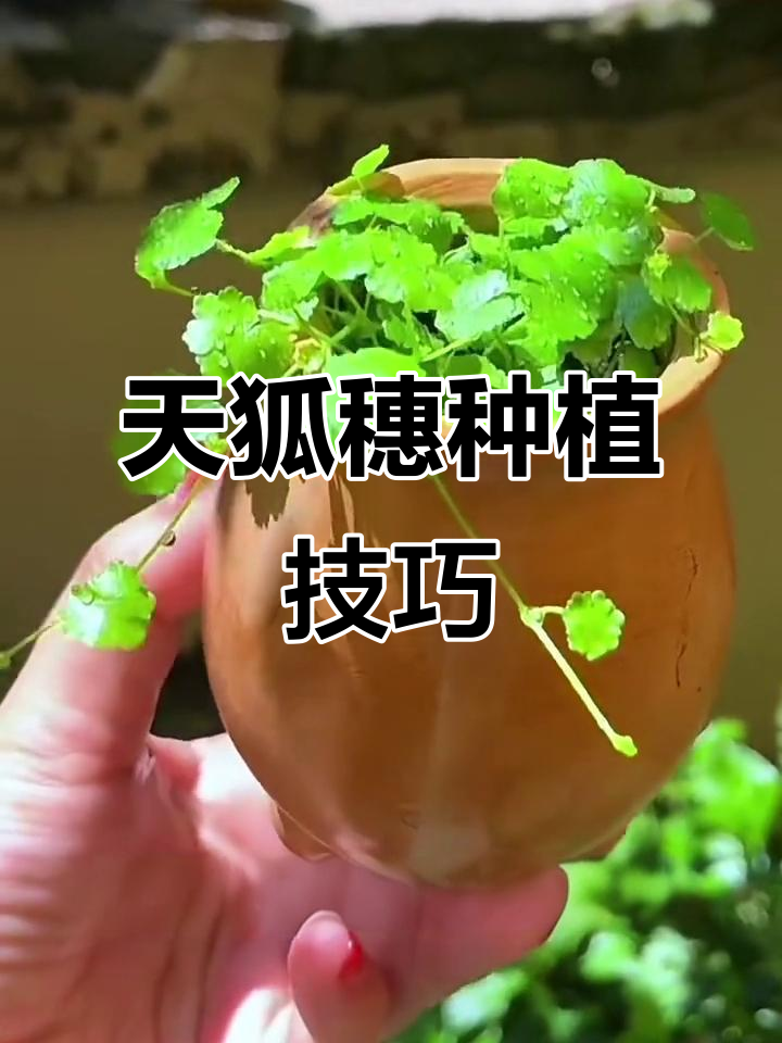 12天让蔬菜快速生根，轻松种出美丽盆栽