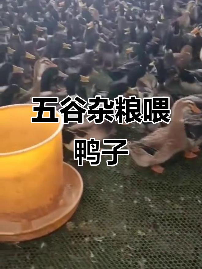 鸭子吃五谷杂粮,公母都有!麻鸭的乡村生活