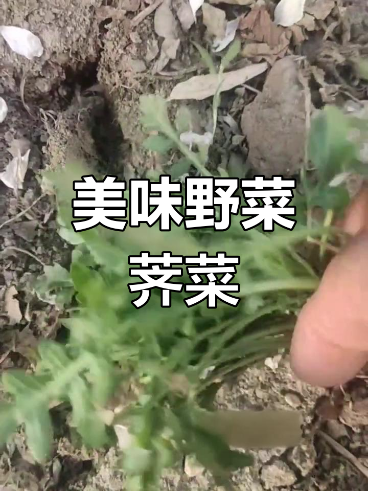 荠菜美味又营养,生吃煮汤都能行