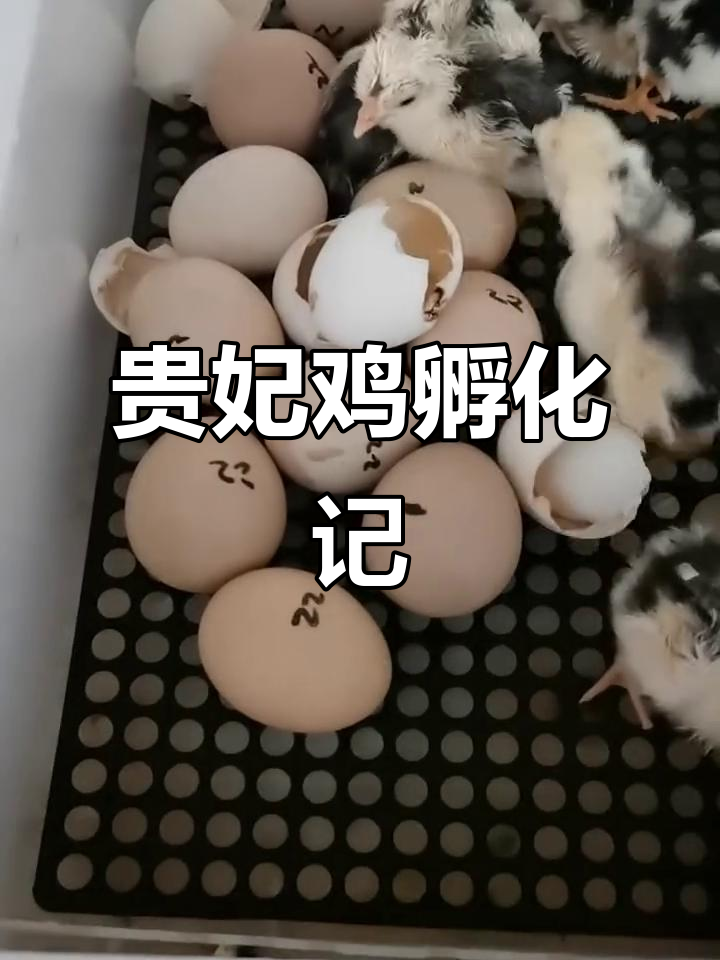 贵妃鸡与珍珠鸡孵化全过程,21天出壳的生态养殖创业项目