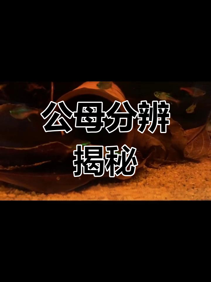 终于拍到公母区分,孵化视频还需耐心等待