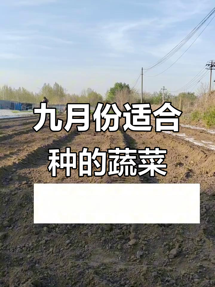 九月种菜,冬季不愁!这些蔬菜最适合秋季播种