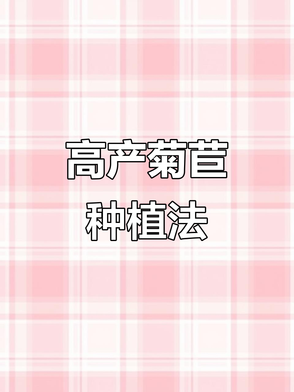 菊苣高效种植技巧,掌握这些让产量翻倍