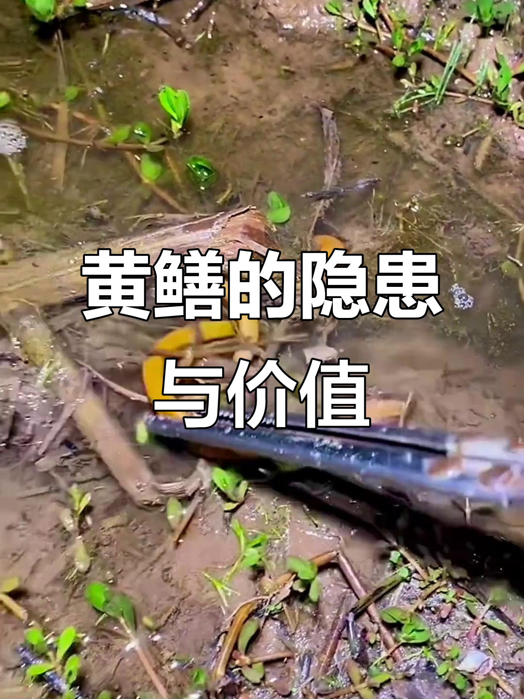 黄鳝:滋补美味却藏寄生虫,吃前必知风险