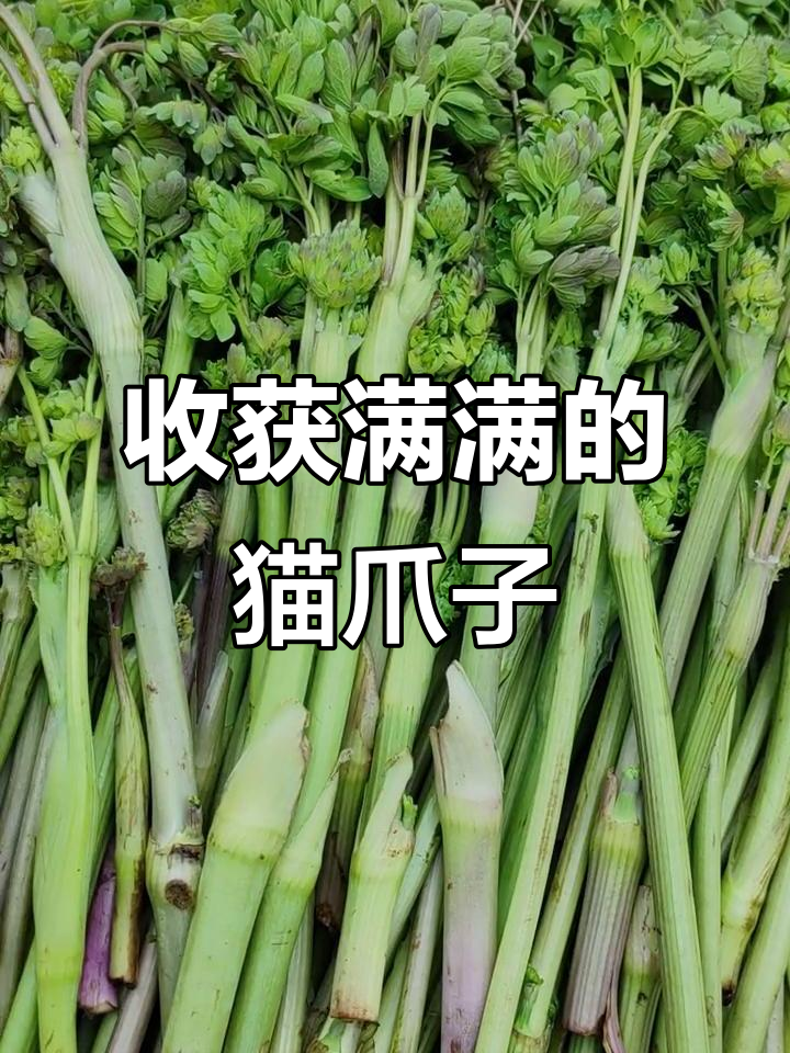 新鲜猫爪子大丰收,山野菜美味满满一上午