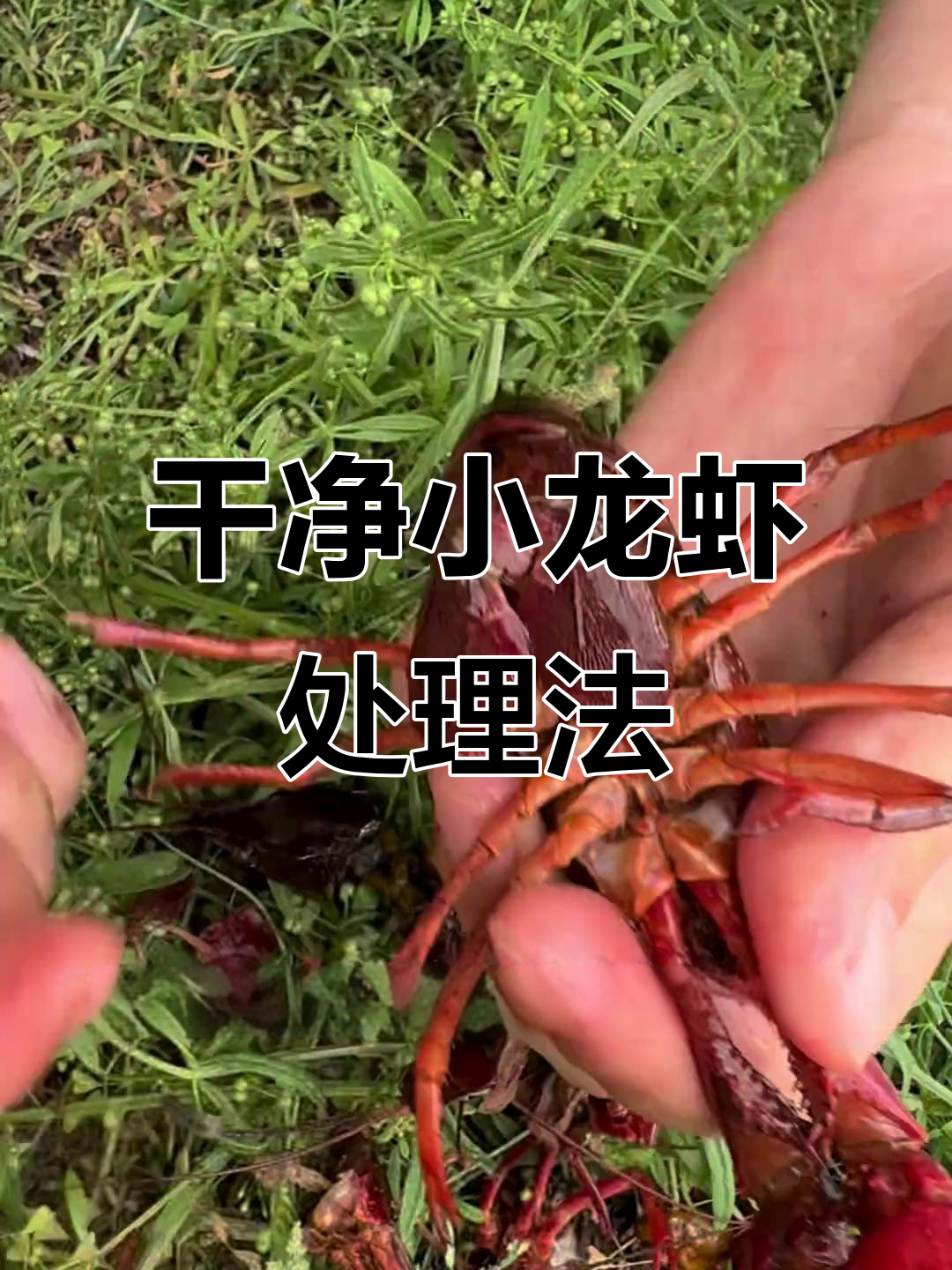 小龙虾清洗全攻略,教你如何去除虾头、肠子和腮部