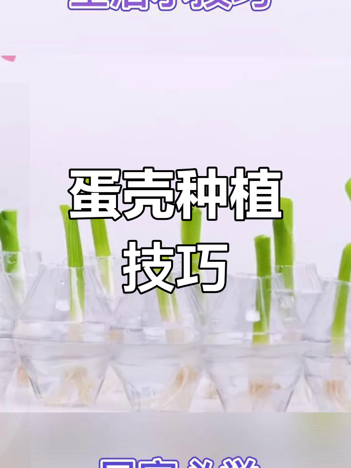 用鸡蛋壳种蒜苗和草莓,咖啡渣也能长香菇