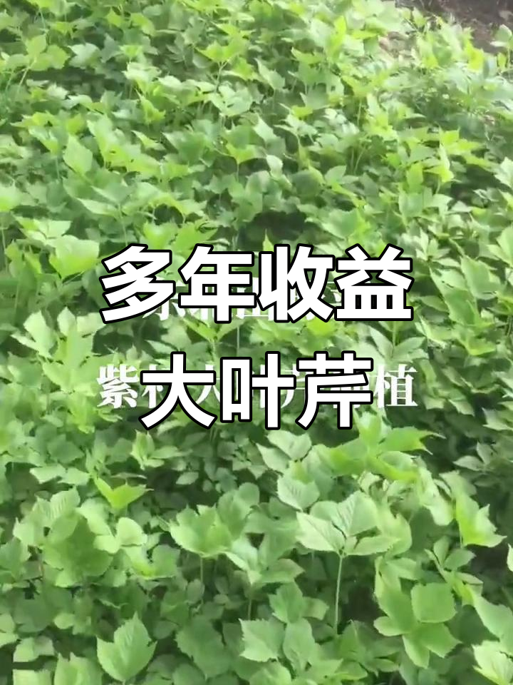 大叶芹种植技术全攻略,林下果园皆宜