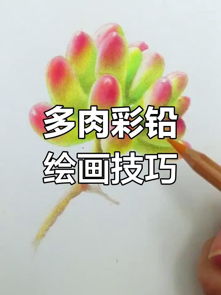 简单可爱多肉彩铅画教程
