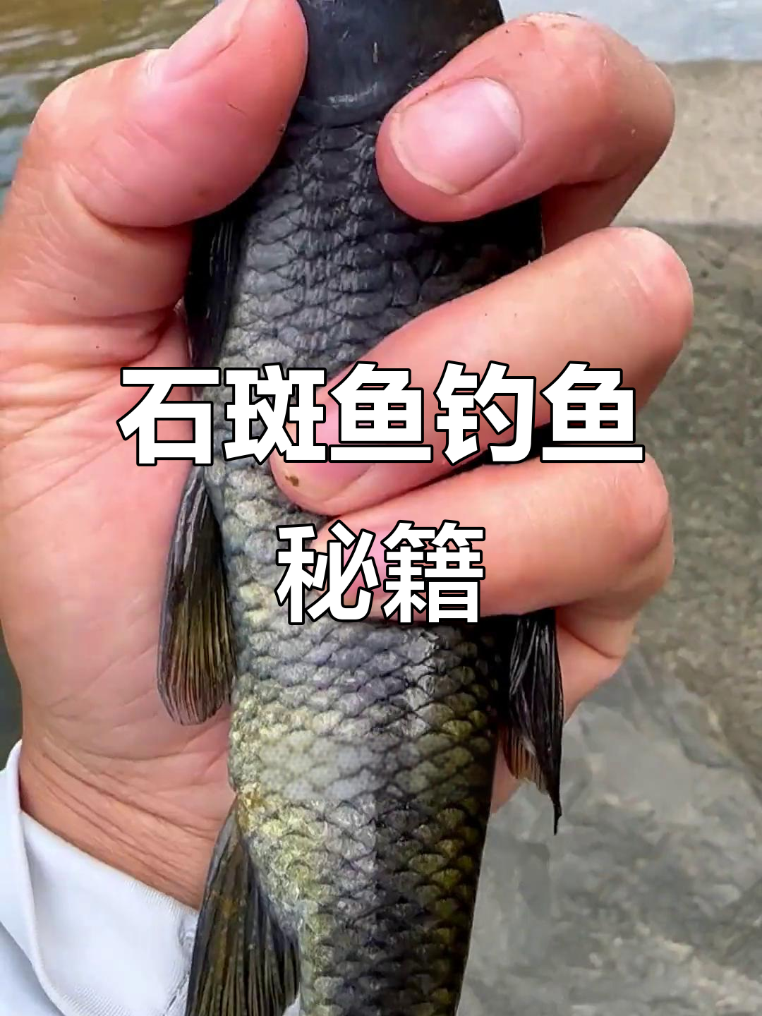 溪流钓石斑鱼技巧：如何打窝、选位，轻松捕获高体鱼