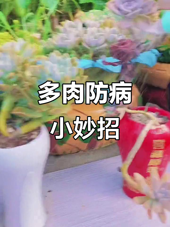 夏季夜晚喷洒多菌灵,保护多肉免受病害困扰