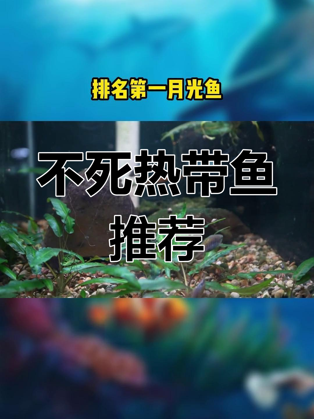 哪些热带鱼最耐养?