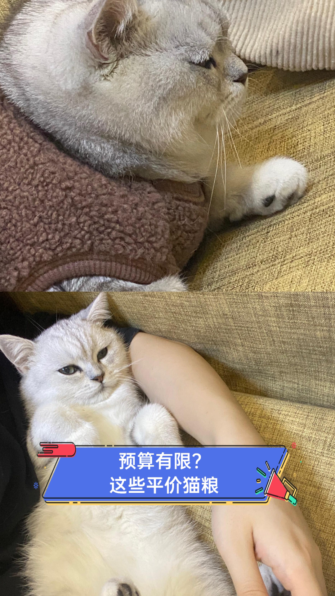 预算有限？这些平价猫粮
